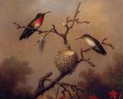 马丁约翰逊赫德 - Ruby-Throated Hummingbird